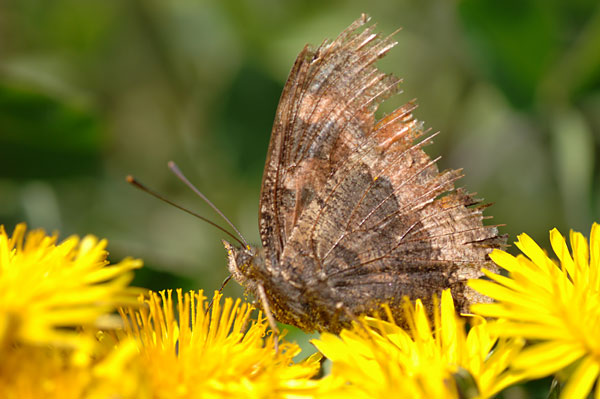 ボロボロになったヒオドシチョウ