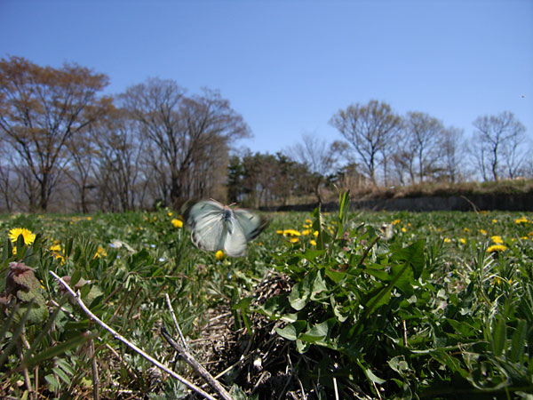 Caplio　GX8で撮ったモンキチョウの飛翔