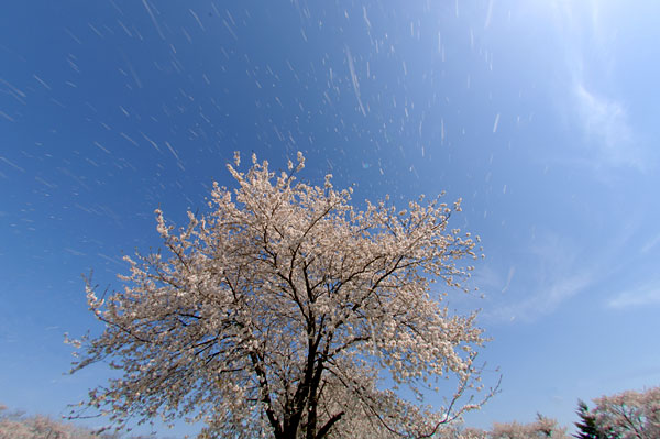 桜散る