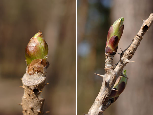 タラの芽とハリギリ