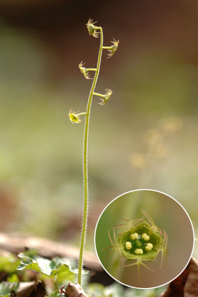 コチャルメラソウ