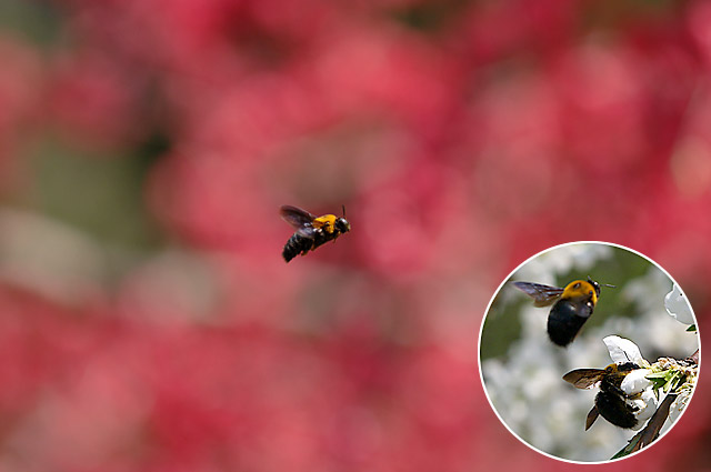 クマバチのテリトリー
