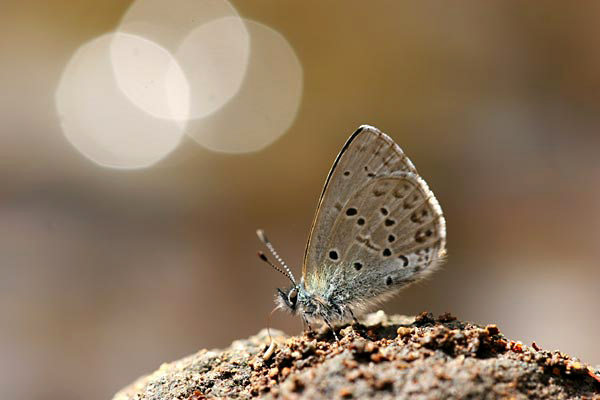 スギタニルリシジミの吸水