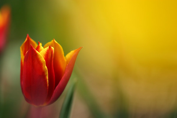 アトリエのチューリップ