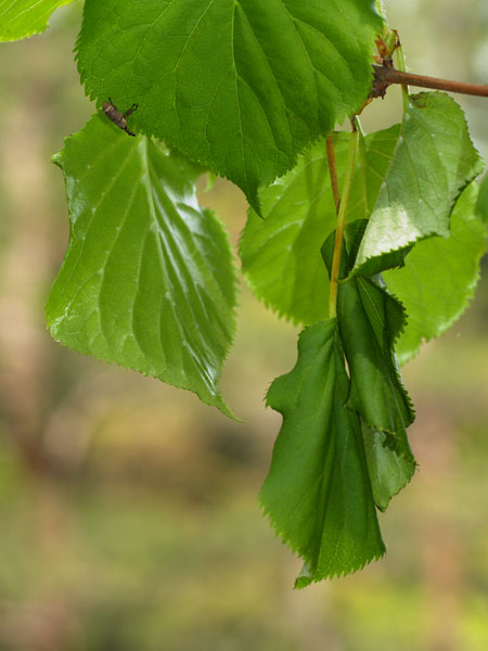ゾウムシの産卵