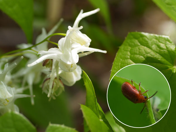 トキワイカリソウの葉を食べるハムシ