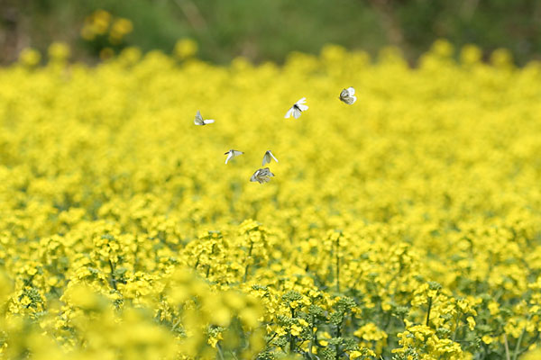 ナノハナ畑のモンシロチョウ