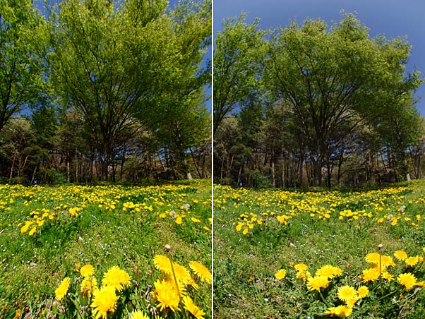 タンポポとケヤキの新緑