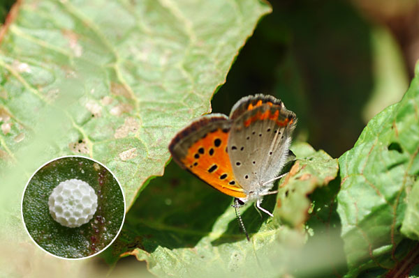ベニシジミの産卵