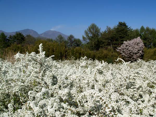 ユキヤナギと浅間山