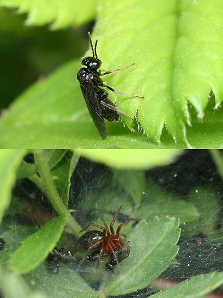 ノイバラのハバチ