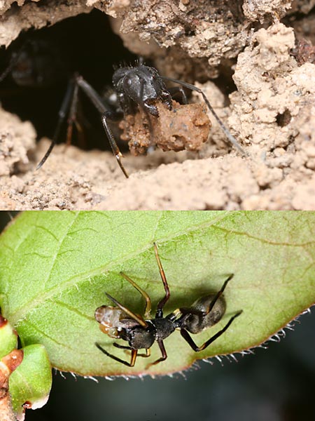 アリとアリグモ