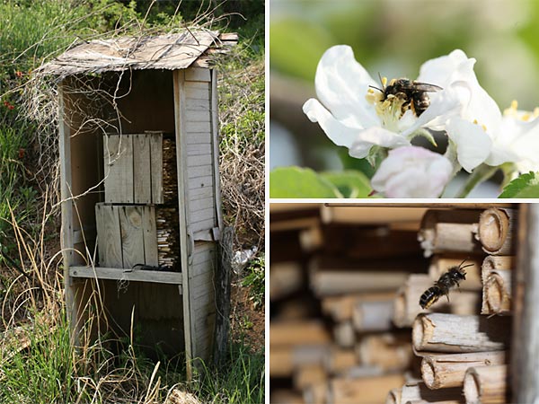 リンゴ畑のマメコバチ