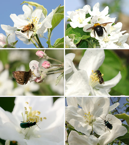 リンゴの花に集まる虫たち