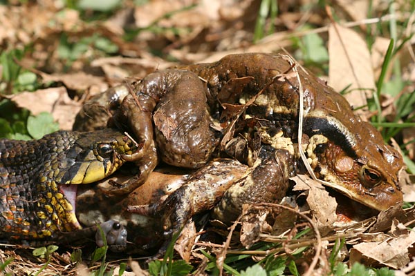 ヒキガエルを呑むヤマカガシ