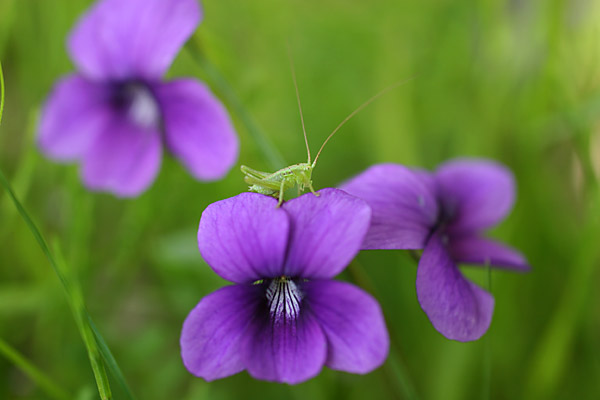 ヤブキリの赤ちゃん