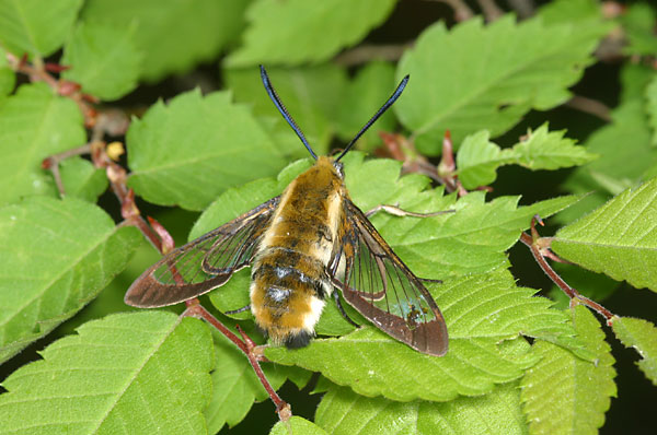 スキバホウジャク