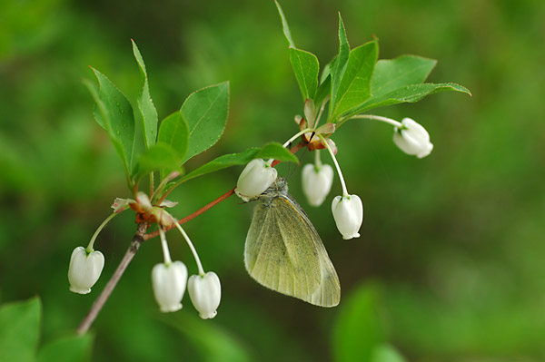 ドウダンツツジとモンシロチョウ