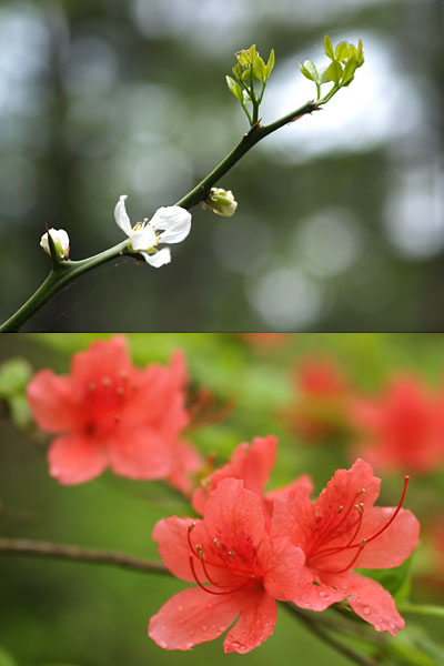 庭のツツジとカラタチ