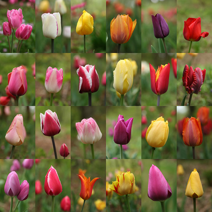 庭のチューリップ