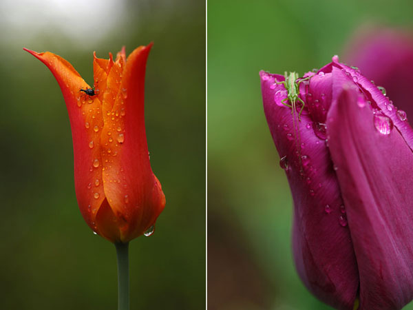 チューリップにいた虫
