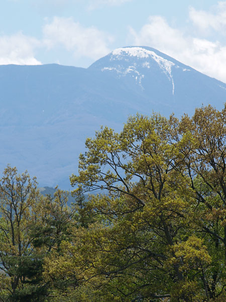蓼科山とクヌギの新緑