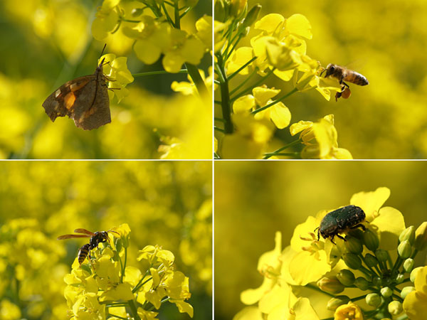 菜の花に来た虫