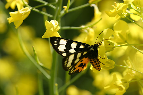 ナノハナの蜜を吸うトラガ