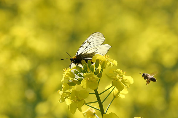 ウスバシロチョウ