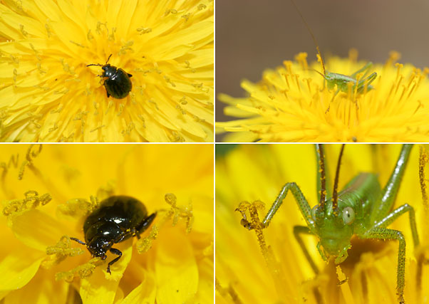 ルリマルノミハムシ