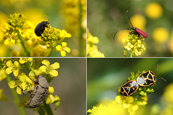 ヤマガラシに来た昆虫