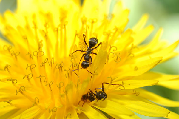 タンポポの蜜を吸うクロヤマアリ