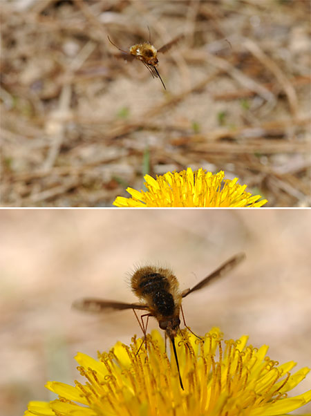 ビロウドツリアブ