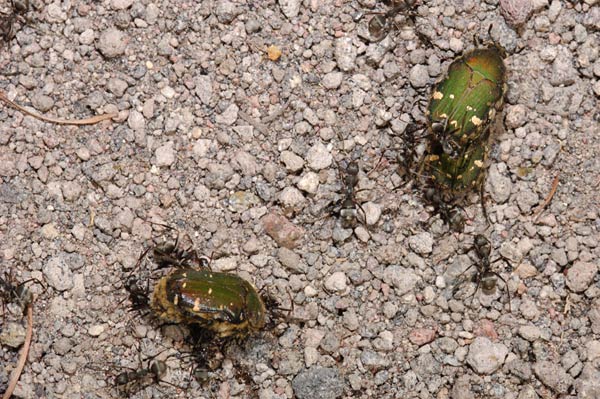 コアオハナムグリの不思議な光景