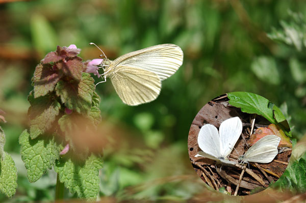 ヒメシロチョウ