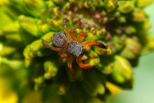 綺麗なハエトリグモ