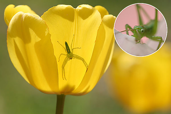 チューリップにいたワカバグモ
