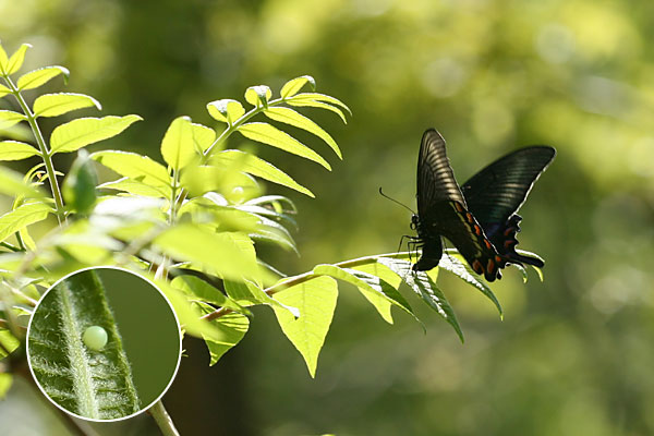 ミヤマカラスアゲハの産卵