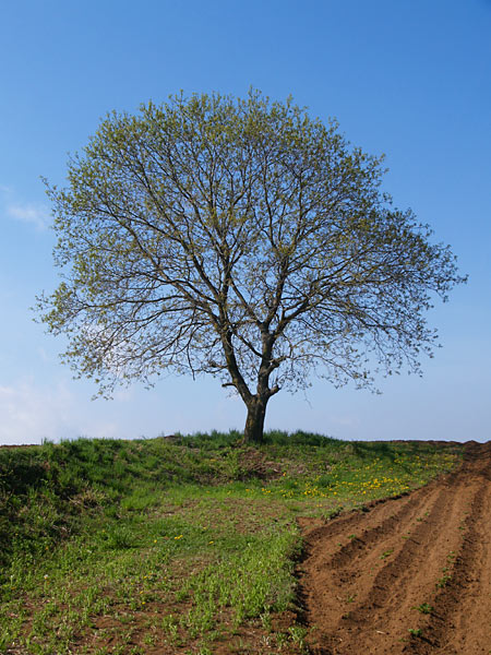 いつものクルミの木