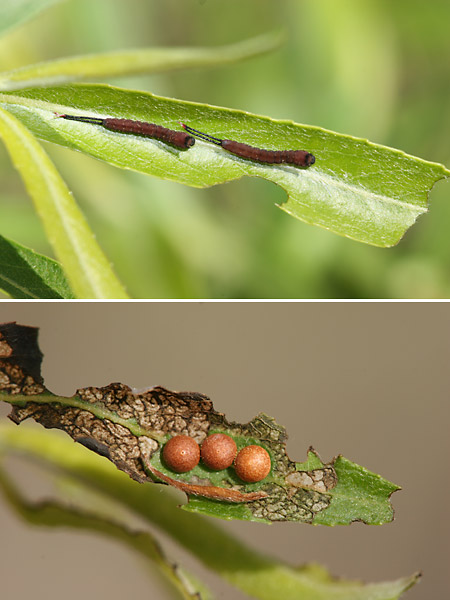 モクメシャチホコの幼虫と卵