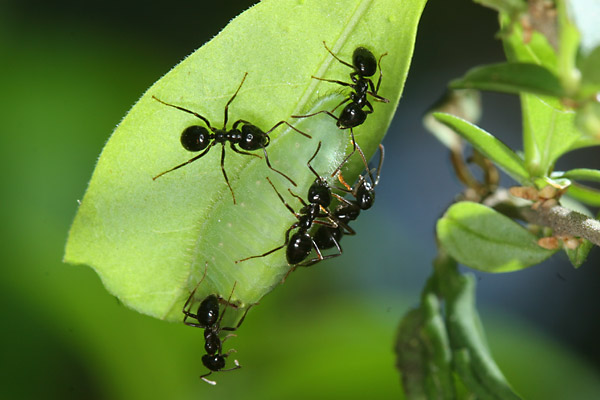 ウラゴマダラシジミの幼虫