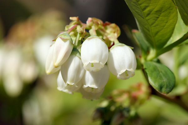 ブルーベリーの花