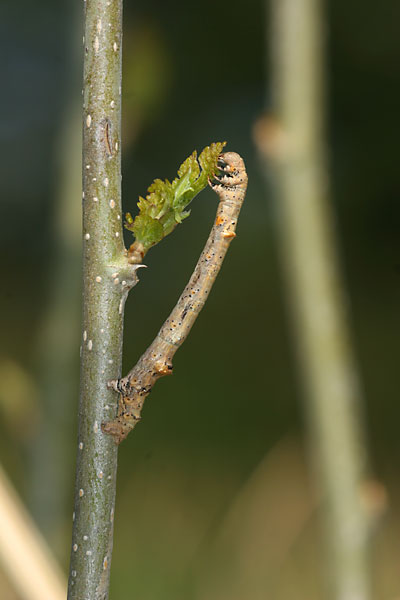 クワエダシャクの幼虫