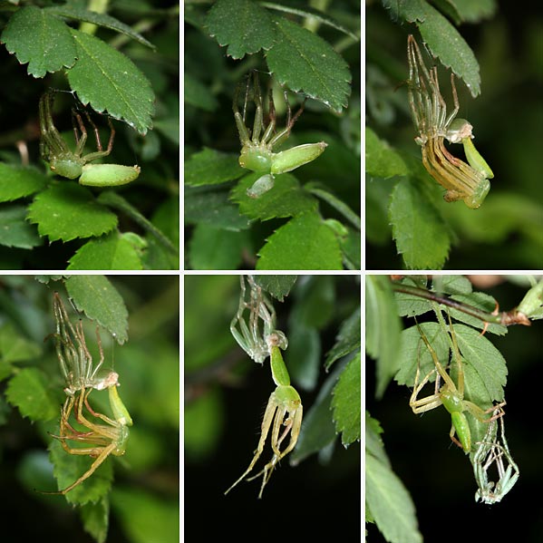 ワカバグモの脱皮