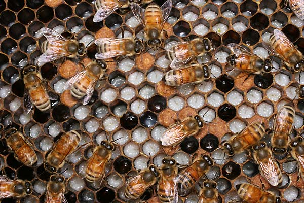 ミツバチの巣内