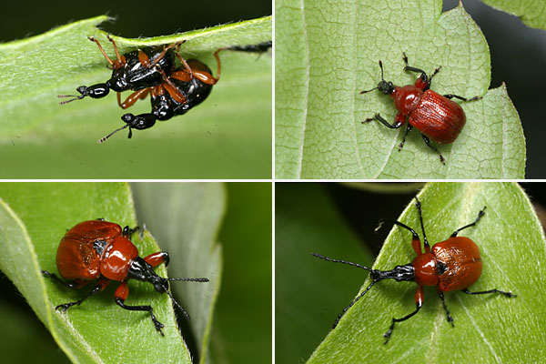 オトシブミ３種