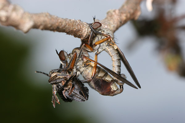 オドリバエの交尾