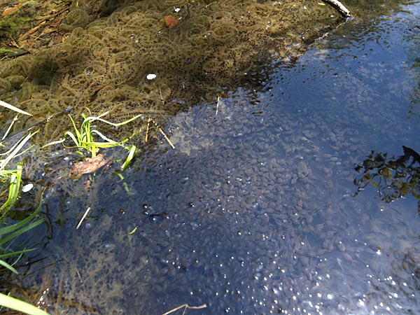 オタマジャクシ