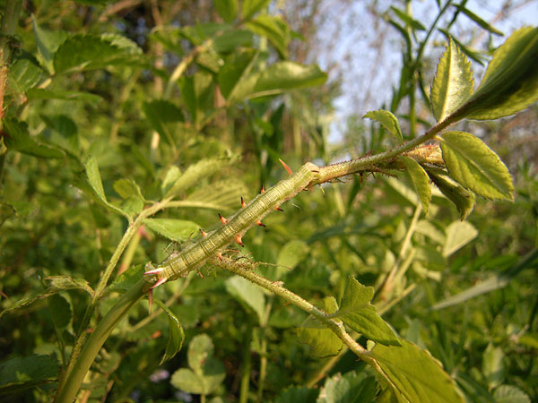 キエダシャクの幼虫