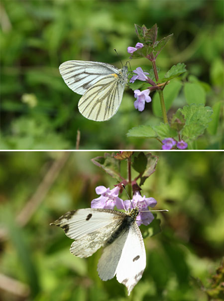 ツマキチョウとエゾスジグロシロチョウ